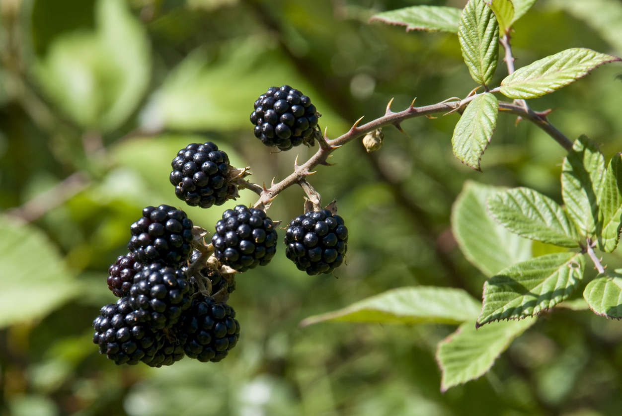 Types of Blackberry Plants Food Gardening Network