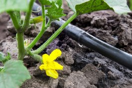 Watering Your Cucumber Plants