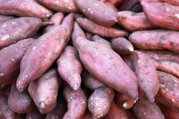 Sweet potatoes being cured.