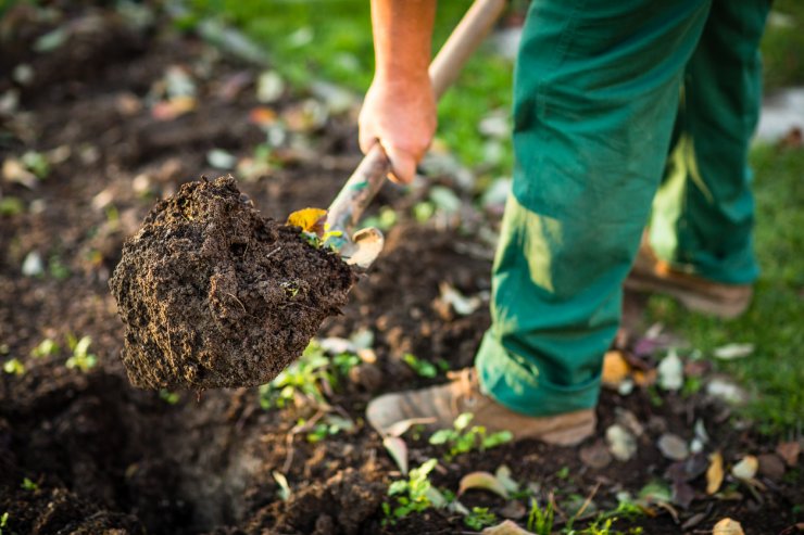 Digging in garden soil.