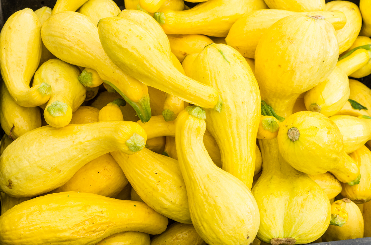 Nutrition Facts About Summer Squash Food Gardening Network   IStock 534688455 