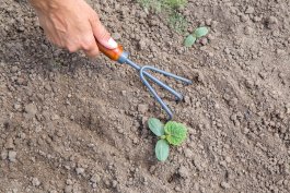 Weeding Your Cucumber Garden