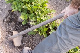 Weeding Your Potato Garden
