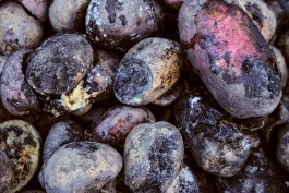 How to Spot, Treat, and Prevent Diseases in Potatoes and Sweet Potatoes
