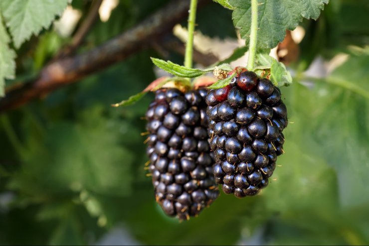 Navaho blackberries