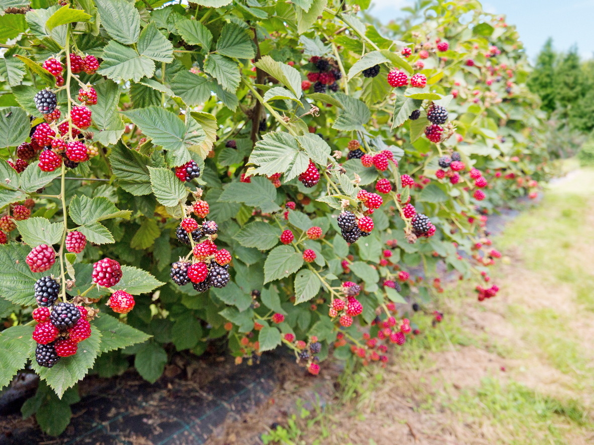 Growing Blackberries in Open Land, in Containers, or in Raised Beds