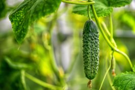 Straight Eight Cucumbers