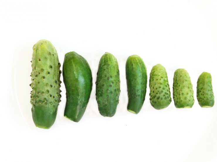 A variety of cucumbers.