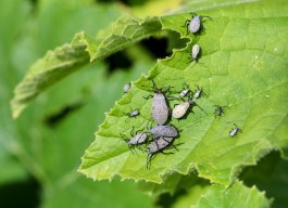 Dealing with Squash Pests
