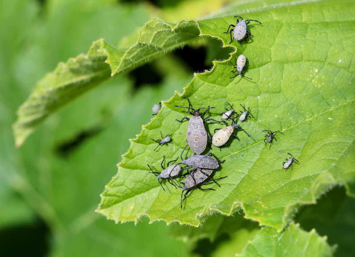 Dealing with Squash Pests - Food Gardening Network