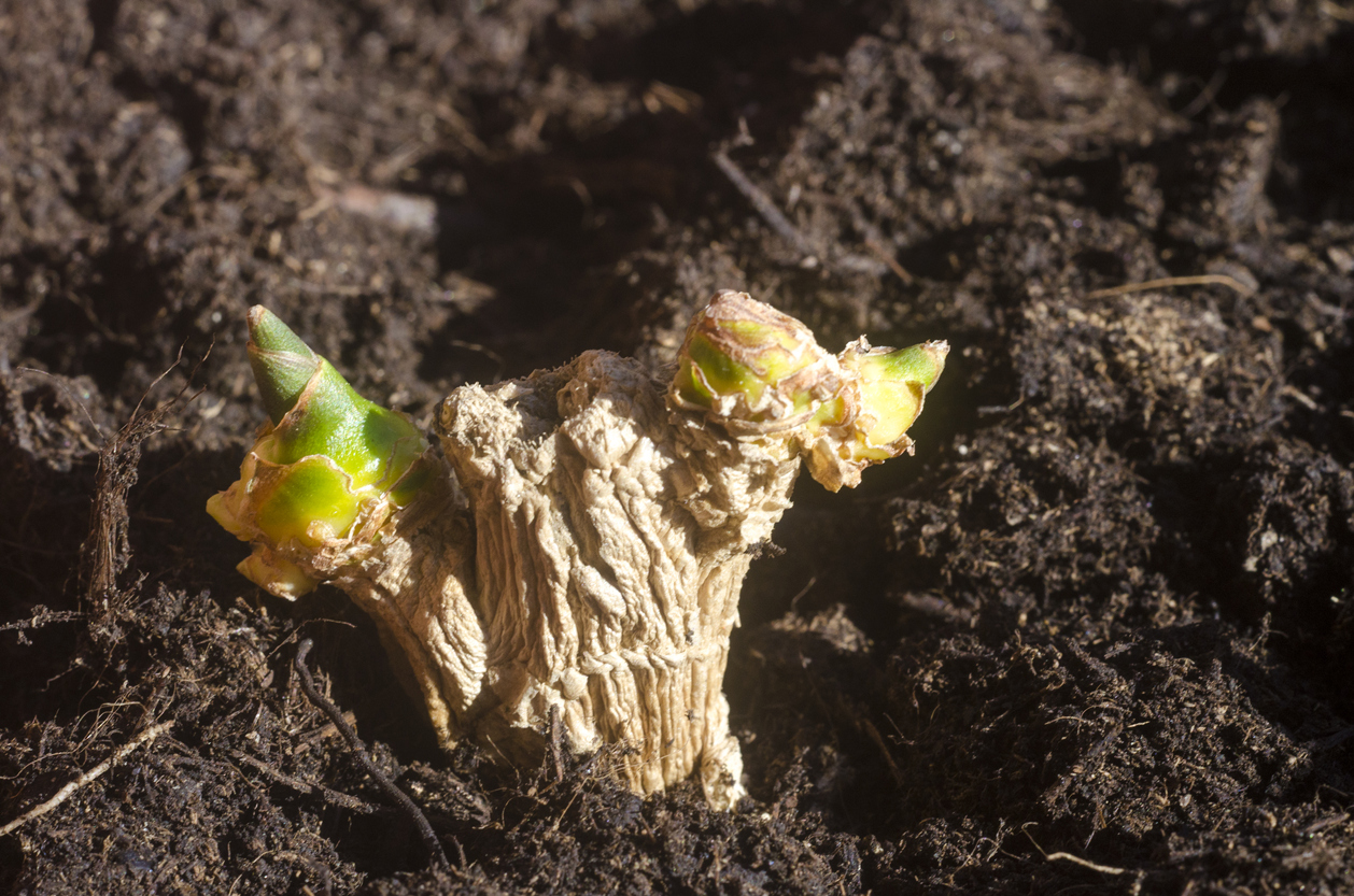 Starting with the Right Soil for Your Ginger Plants Food Gardening