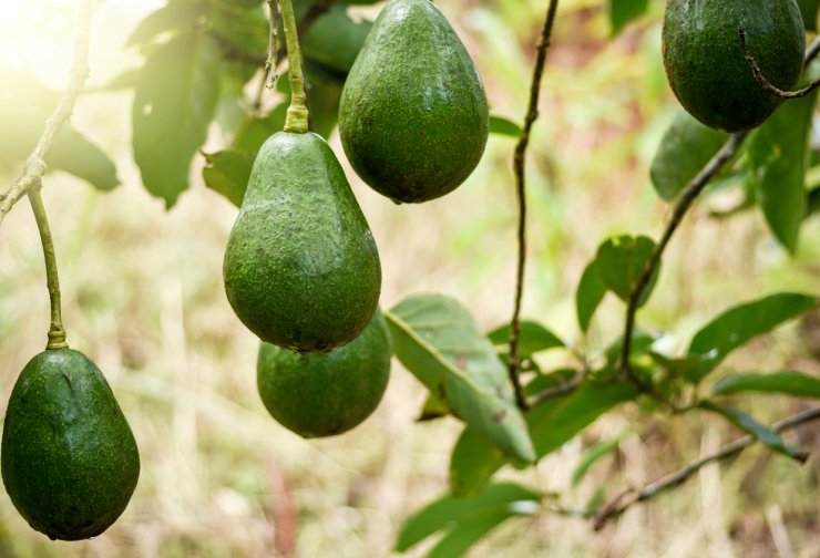 Avocados ready for harvesting. Watering Fruit Trees
