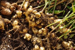 Bringing in the Ginger Harvest