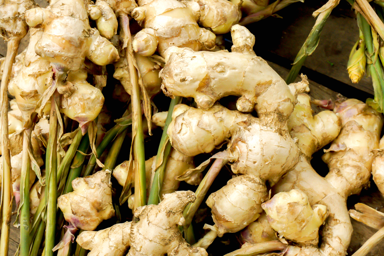 Should You Fertilize Your Ginger Plants? Food Gardening