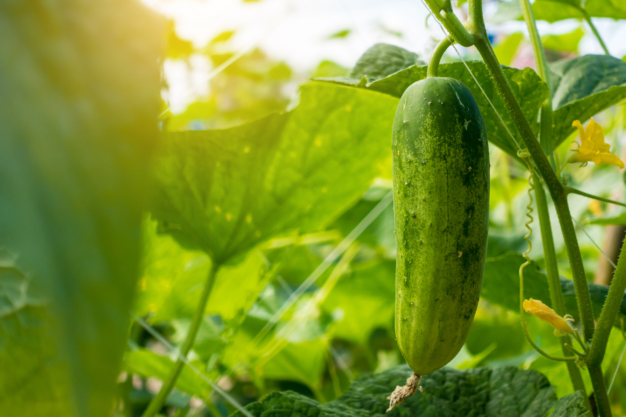 Types of Cucumber Plants - Food Gardening Network