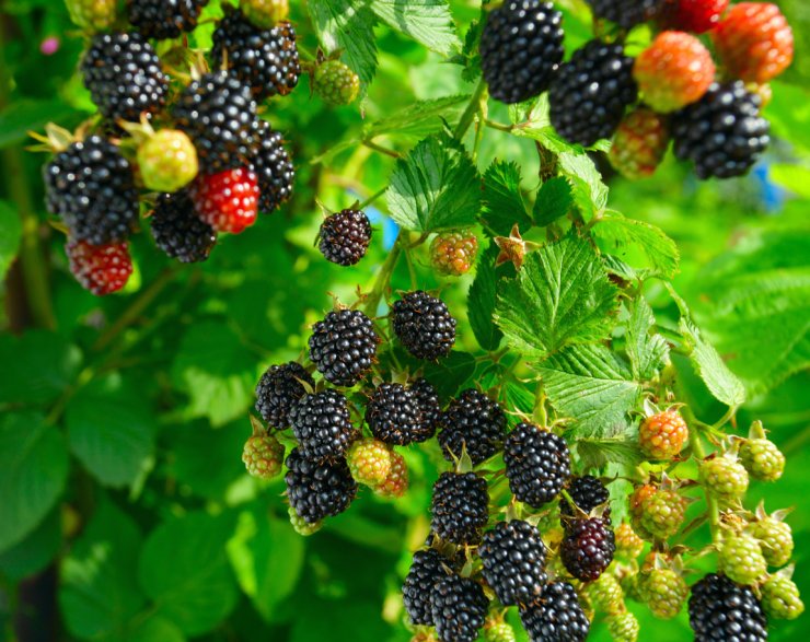 Blackberries ready for harvesting.