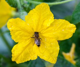 Avoiding Cross-Pollination of Seedless Cucumbers