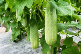 Double Yield Cucumbers