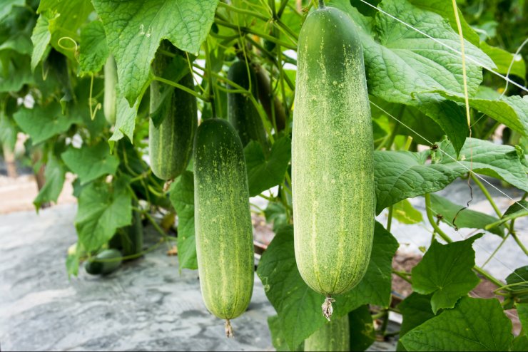 Double yield cucumbers