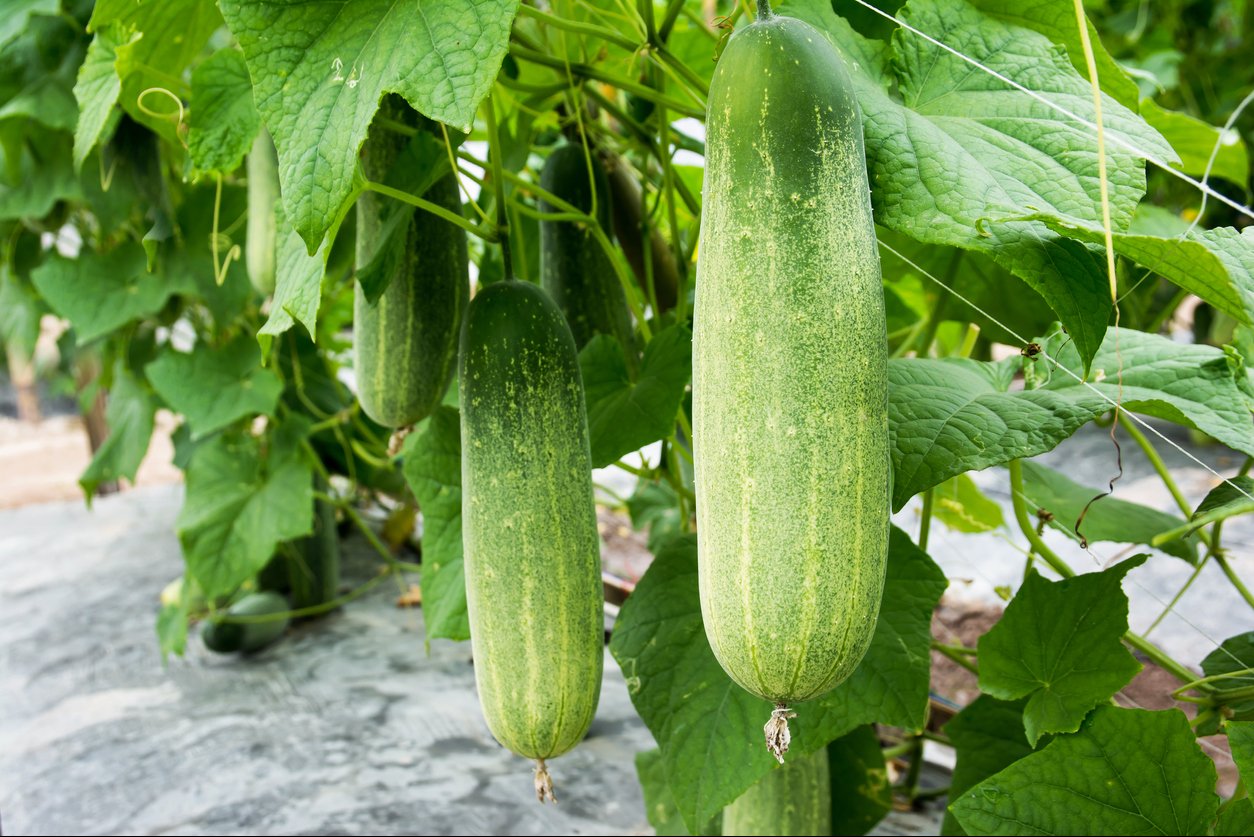 Double Yield Cucumbers - Food Gardening Network