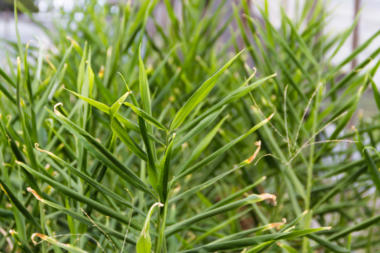 The Right Sunlight for Your Ginger Food Gardening Network