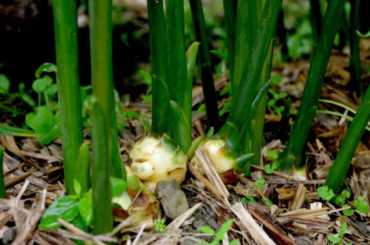 Ginger growing in a field.