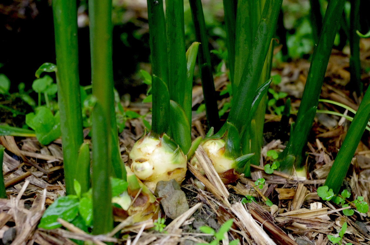 Growing Ginger in Open Land, in Containers, or in Raised Beds Food