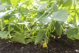 Fertilizing Your Cucumber Plants