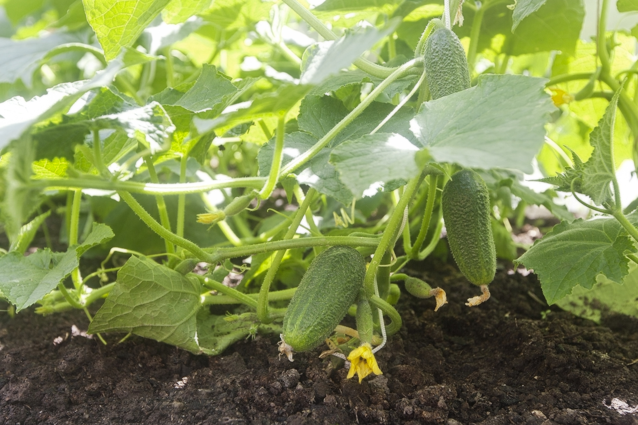 Fertilizing Your Cucumber Plants Food Gardening Network