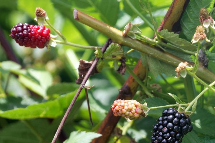 Apache blackberries