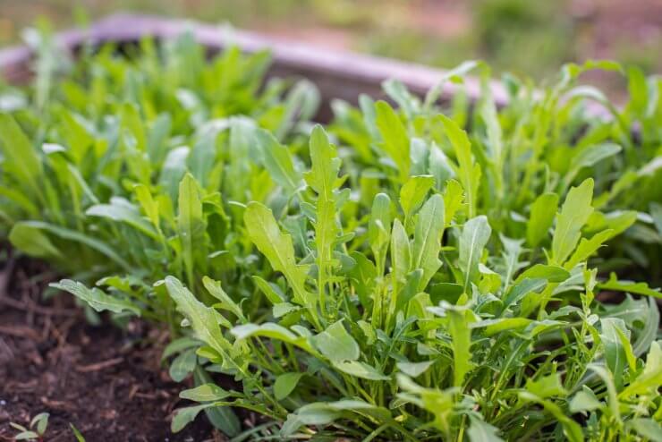 Green young organic arugula grows on a bed in the ground - vegetables that require little sun