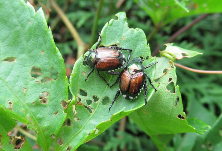 Two Japanese Beetles are Eating Leaves