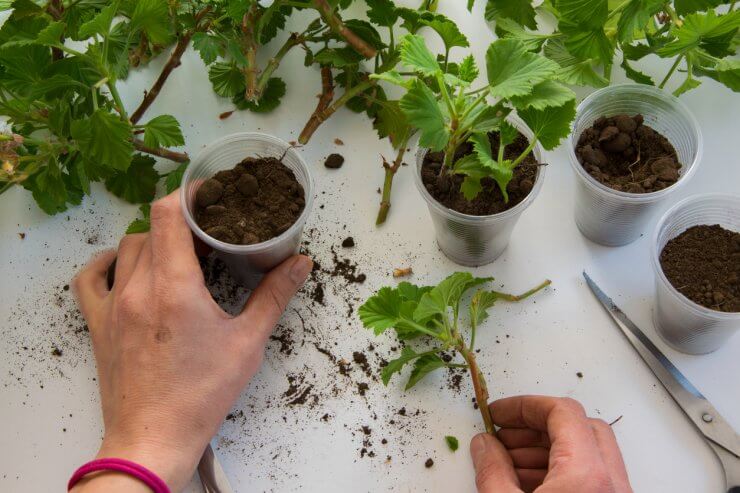 root cuttings in plastic cups