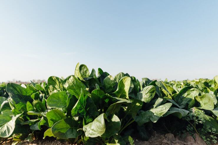 Organic Spinach - vegetables that require little sun