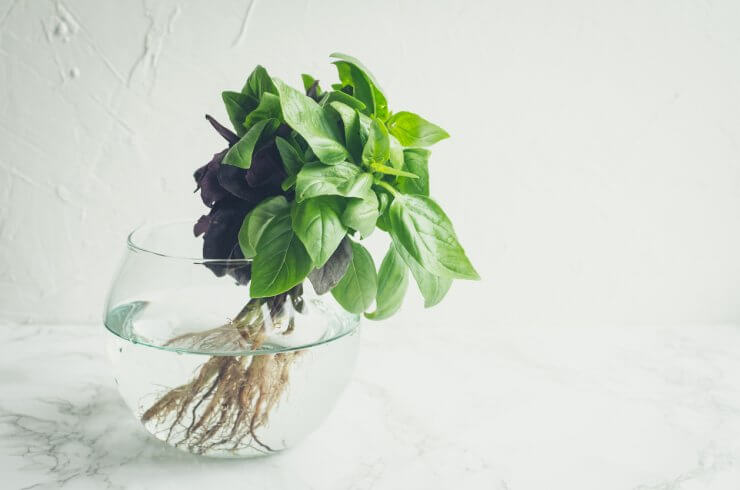 Basil rooting in water.