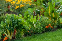 3 Space-Saving Backyard Vegetable Garden Ideas