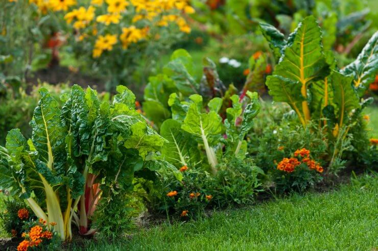 backyard vegetable garden ideas