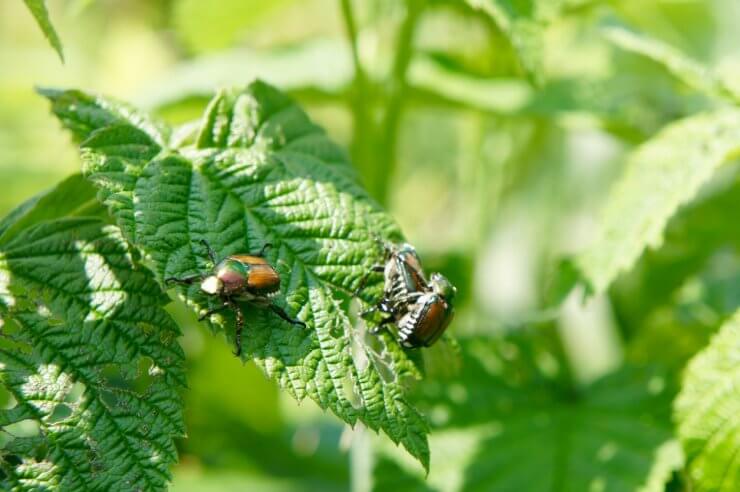 Beetles on raspberry leaves