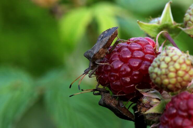 Beetles on raspberry plants