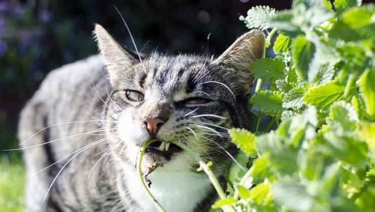 catmint - pest repelling plants