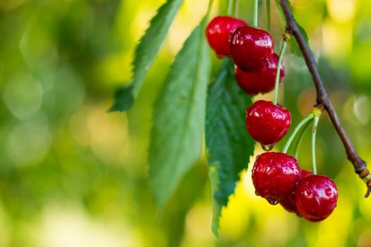 watering fruit trees, cherry trees