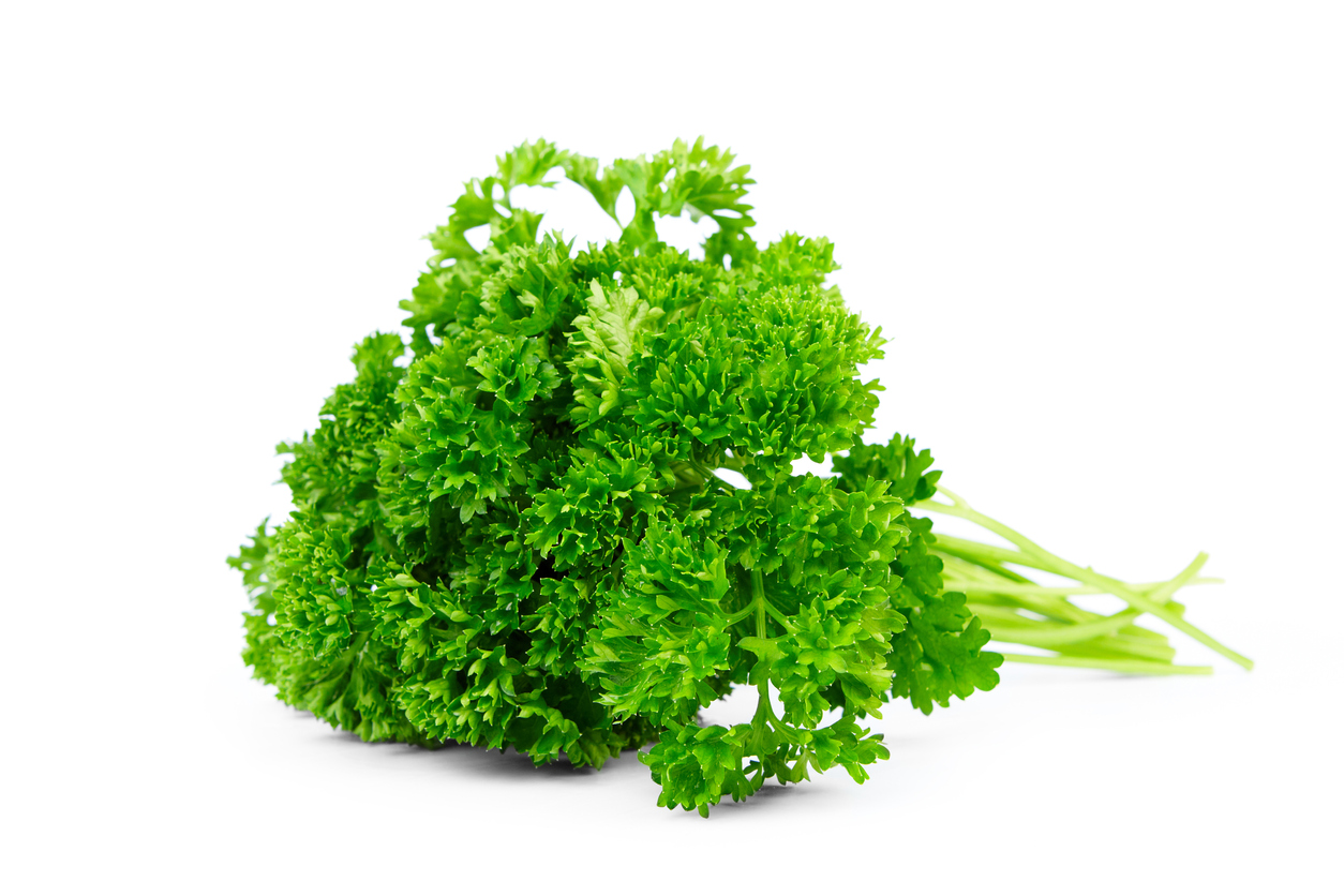 Curly Parsley Food Gardening Network