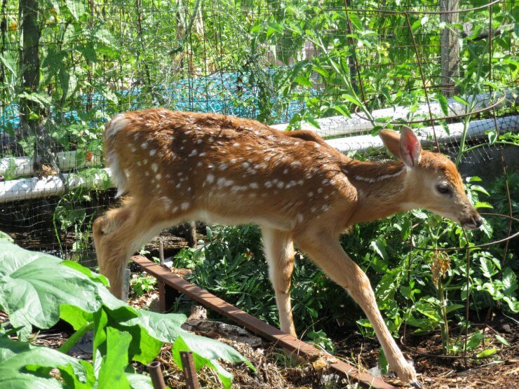 deer resistant vegetables