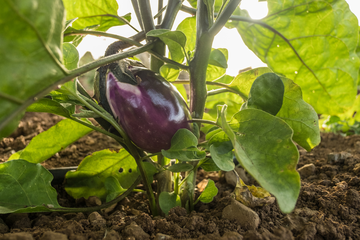 How to Prune Tomato Plants, Peppers, Cucumbers and More - Food ...