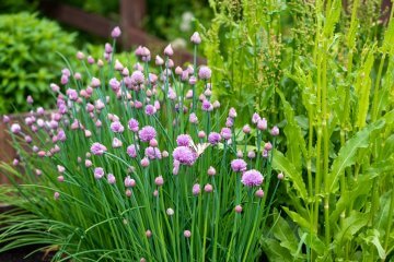 10 Beautiful Flowering Vegetables (and Herbs)