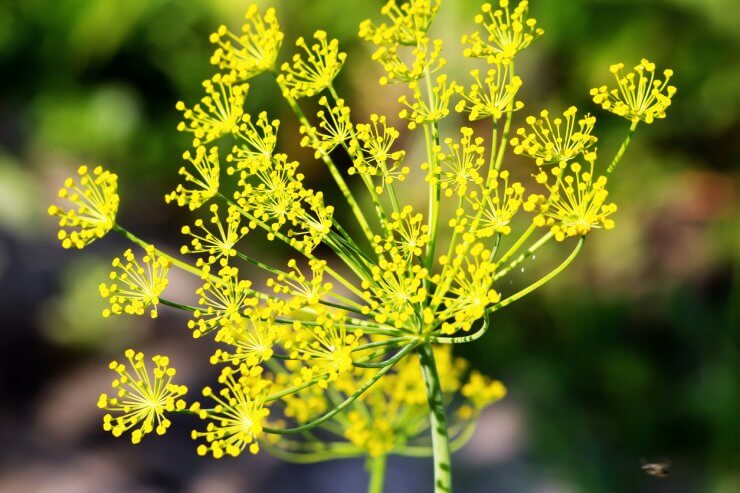 dill pest repelling plants