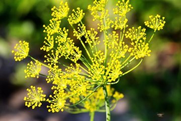 10 Beautiful Flowering Vegetables (and Herbs) - Food Gardening Network