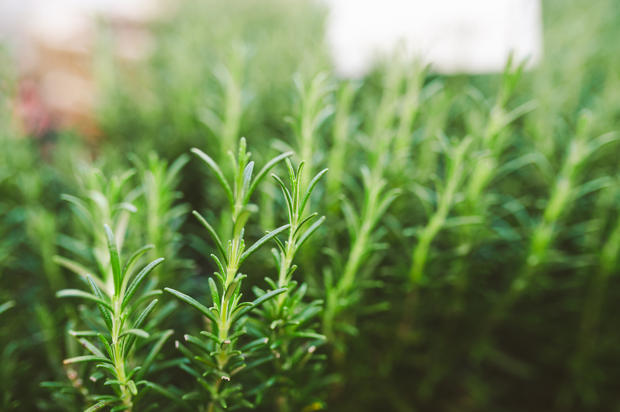 10 Pest Repelling Plants That Keep Bugs Away Naturally Food Gardening