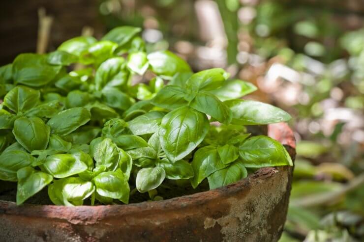 basil pest repelling plants