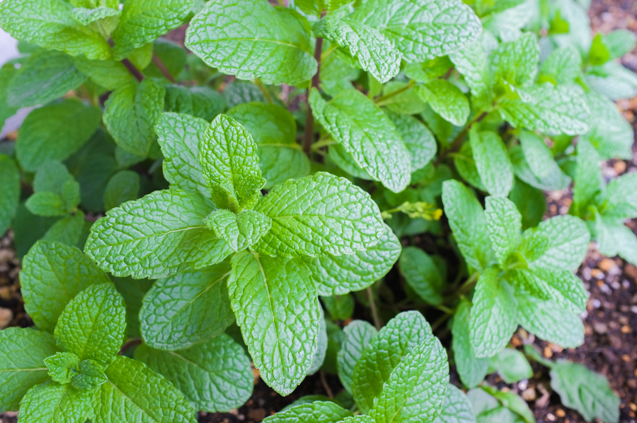 10 Pest Repelling Plants That Keep Bugs Away Naturally Food Gardening